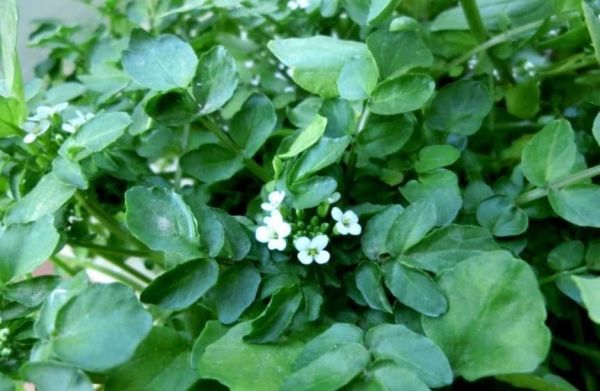豆瓣菜經(jīng)常食用它的好處?