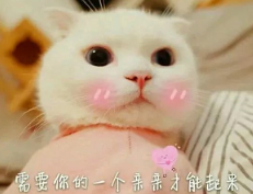 抖音喵喵喵貓咪表情包高清無(wú)水印圖片分享!