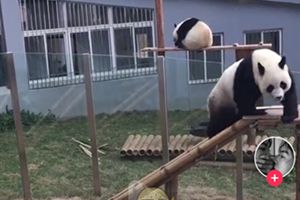 抖音評論皮大大是什么意思？抖音皮大大是什么梗
