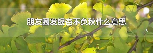 朋友圈發(fā)銀杏不負秋什么意思